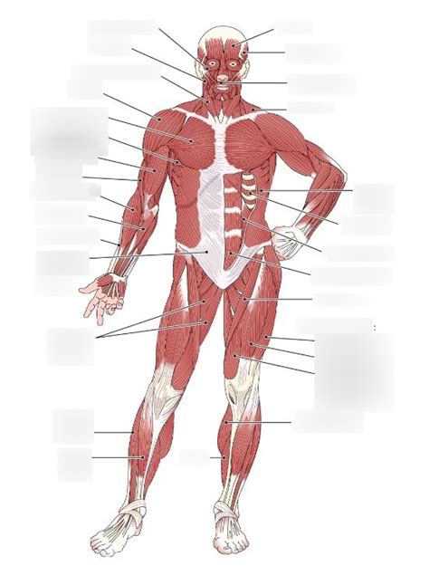 Muscles Of The Human Body Superficial Anterior View Sexiz Pix