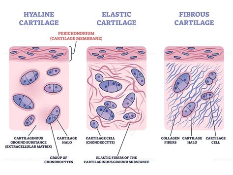 Perichondrium As Hyaline Fibrous And Elastic Cartilage Membrane Outline Diagram Labeled