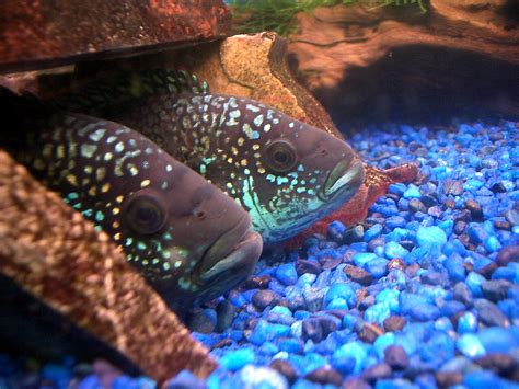 Jack Dempsey Cichlids A Pair Of Pretty Cool Freshwater Fis Flickr