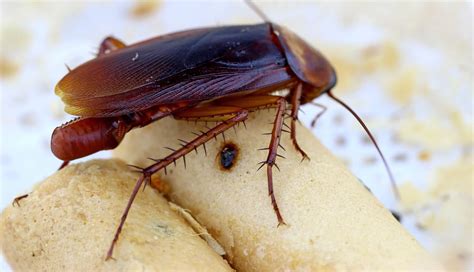 what to do about cockroach eggs in your home terminix