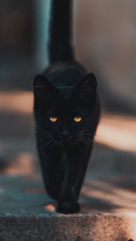 Black Cat Hd Wallpaper