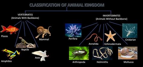 Classification Of Animals Kingdom Animals Classification