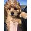 YorkiePoo Puppies For Sale  Rochester NY 275968