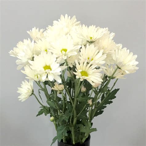 WHITE DAISIES PER BUNCH - FlowersAndServices®