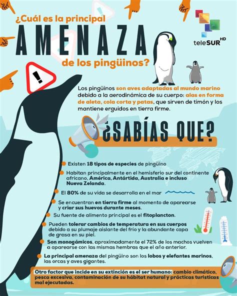 DATOS CURIOSOS DE LOS PINGÜINOS en 2023 Datos curiosos de animales