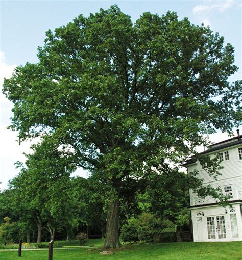 Sow Wild Natives Swamp White Oak Quercus Bicolor