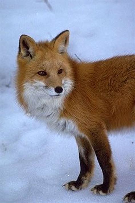 Sierra Nevada Red Fox May Get Endangered Species Protections