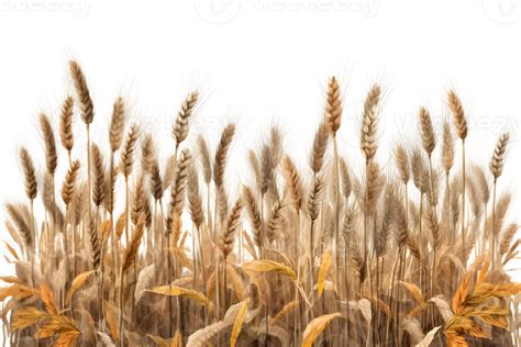 Wheat Field Isolated On Transparent Background Wheat Field Png Clip