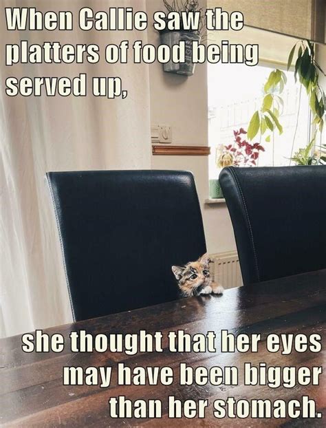 Cheezburger Top Cat Memes Cats Kittens Edition Kitty Kitty Fun Stuff Users