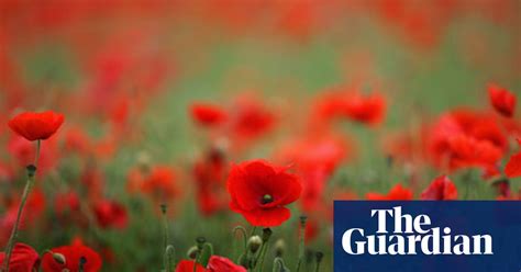 Plantwatch Wild Poppies Come Out In A Blaze Of Glory Science The