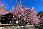 拉拉山櫻花季開跑！粉色花海X文青木屋3大賞櫻景點必訪