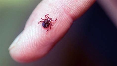 Ticks Spread New Illness Similar To Lyme Disease Science Times