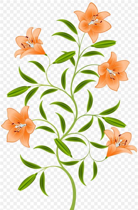 Orange Lilium Bulbiferum Hemerocallis Fulva Tiger Lily PNG