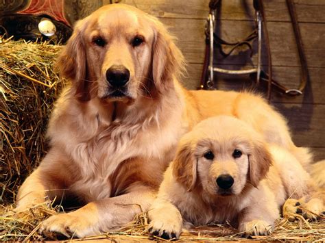Golden retriever puppies, golden retriever pups golden puppies are super cute…although the early pics not so much. 50 Most Lovely Golden Retriever Puppy Pictures And Images