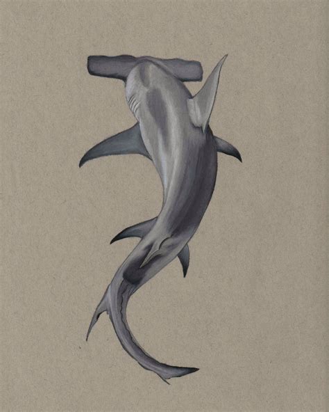 Hammerhead Shark Drawing Realistic Art Dongle