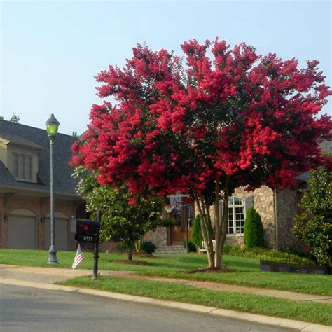 Dynamite Red Crape Myrtle Trees For Sale