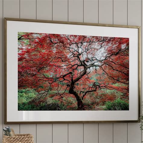 Japanese Maple Tree Etsy