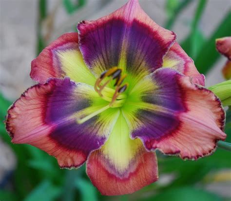 Photo Of The Bloom Of Daylily Hemerocallis Blue Marble Posted By
