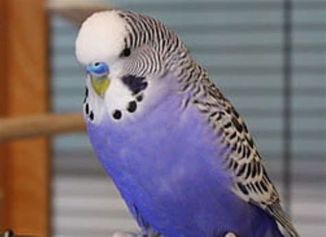 Purple Violet Parakeet Complete Profile Imparrot