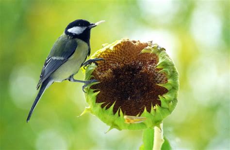 10 Fleurs à Faire Pousser Dans Votre Jardin Pour Attirer Les Oiseaux