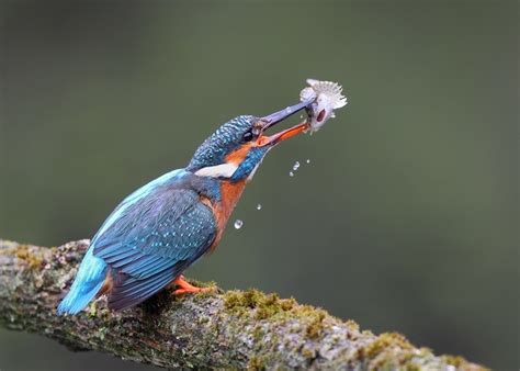 Bird Eating Fish Kingfisher Beautiful Birds Wildlife Photography