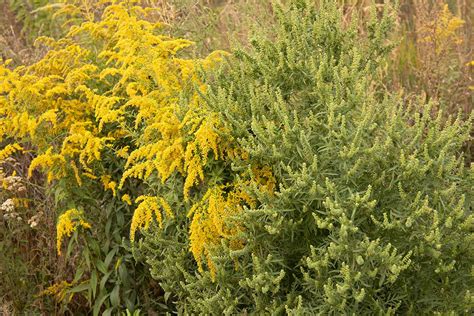 How To Grow And Care For Goldenrod Plants Gardeners Path