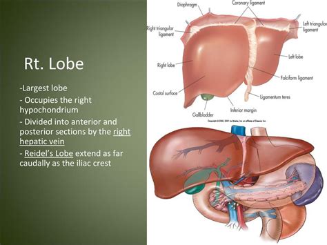 Ppt Liver And Gallbladder Powerpoint Presentation Free Download Id 4504876
