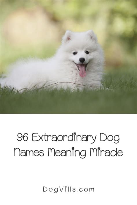 96 Extraordinary Dog Names Meaning Miracle Dog Names Beautiful Dog