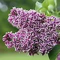 Lilac - Sensation | Trees That Please
