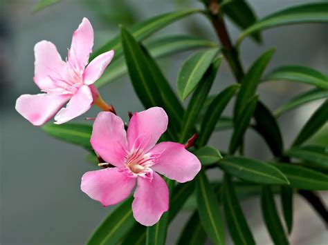 Oleander Flower Meaning Spiritual Symbolism And More