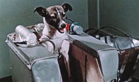 La Perra Laika Se Convirtió Hace 62 Años En El Primer Ser Vivo Espacial