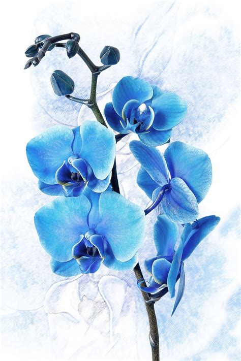 Blue Orchid On White Background Orchids Painting Blue Orchids