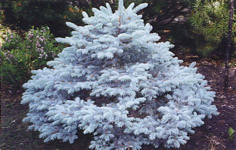 Dwarf Blue Spruce Tree Love With Woman