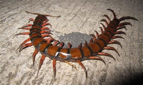 10 Most Terrifying Insects In The Worldphotos Health Nigeria