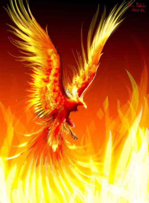 Image Phoenix  Harry Potter Wiki Fandom Powered By Wikia
