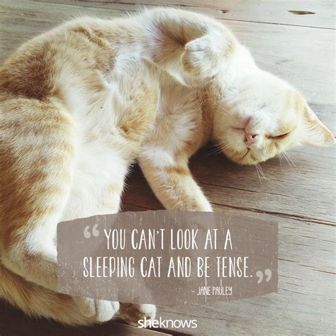 50 Cat Quotes That Only Feline Lovers Would Understand