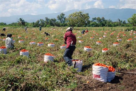 Asbanc Sector Agropecuario Es La Quinta Actividad Con Mayor Producción