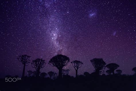 Stars Dust Fantastic African Night Sky Over Quiver Trees Forest In