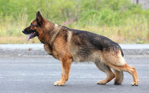 German Shepherd Police Dog Wallpaper ·① Wallpapertag