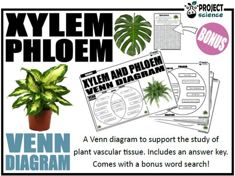 Xylem conducts water and minerals from roots to the different parts of the plant. Xylem and Phloem Venn Diagram | Teaching Resources