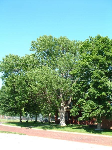 Ash Tree Pictures Images Facts On Ash Trees