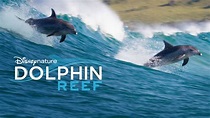 Watch Dolphin Reef | Full Movie | Disney+