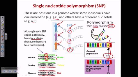 Single Nucleotide Polymorphism SNP YouTube