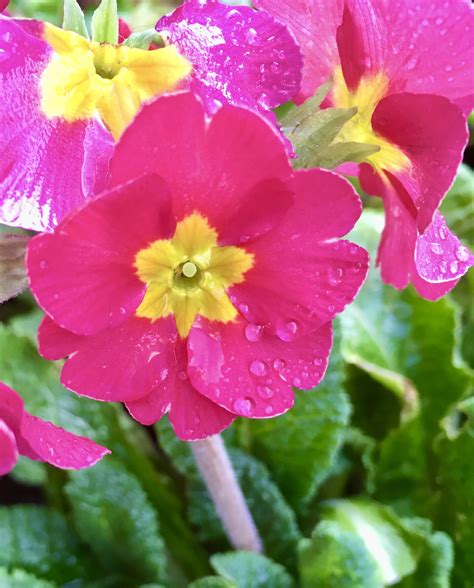 Bright Pink Primrose — Flower Of The Day Jan 13 Photos By Jez