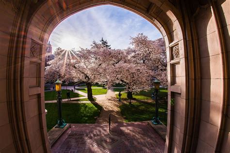 Readers Lens Drone View Of Uw Cherry Blossoms Wins Spring Contest