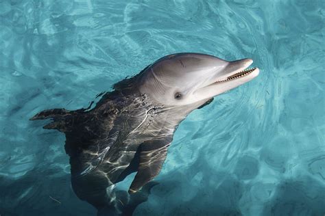 Exclusive Dolphin Cove Montego Bay Tour Atrakcje Wycieczki