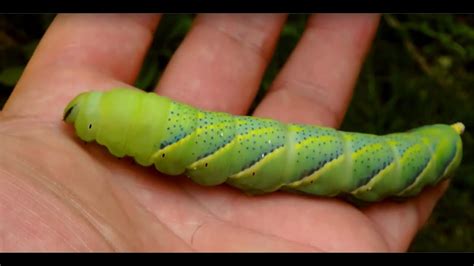 Giant Caterpillar Youtube