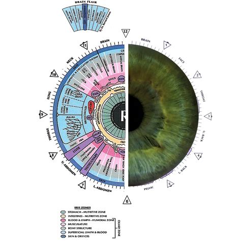 The Science Behind Iridology Is It Evidence Based Emerald Coast