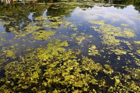 Plantas De Las Algas Verdes Que Cubren El Agua Estancada En Un Lago