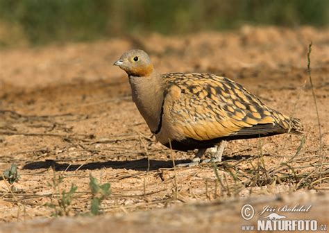 Pterocles Orientalis Pictures Black Bellied Sandgrouse Images Nature